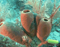 바다수세미에게 염색약을 뿌려보았다.gif
