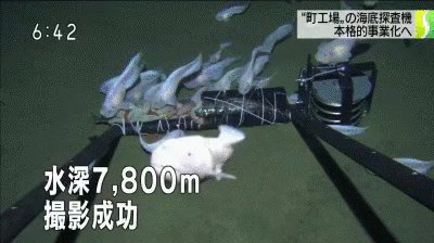 심해 7800m에서 찍힌 생명체.gif