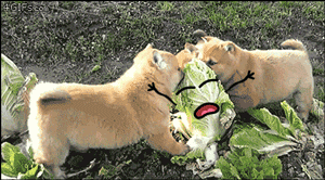 불쌍한 배추.gif