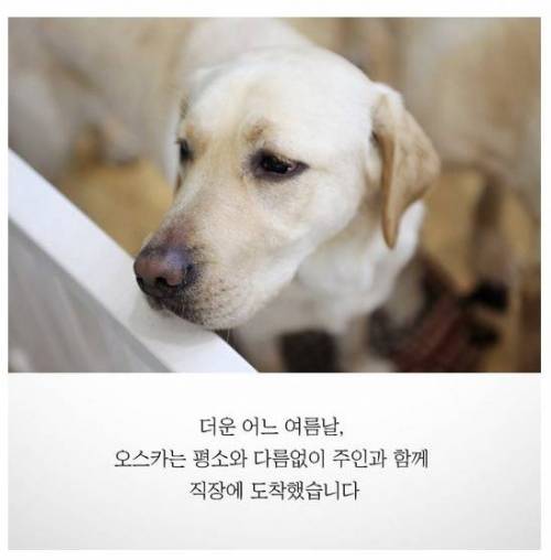 흉기에 찔린 안내견이 끝까지 짖지 않았던 이유