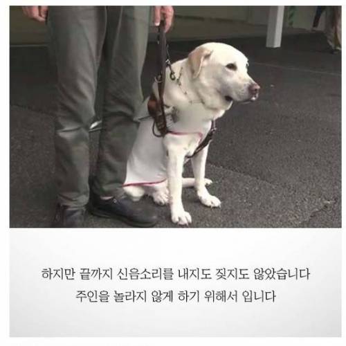흉기에 찔린 안내견이 끝까지 짖지 않았던 이유
