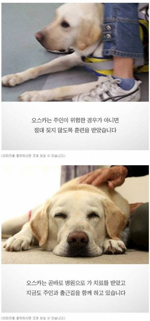 흉기에 찔린 안내견이 끝까지 짖지 않았던 이유