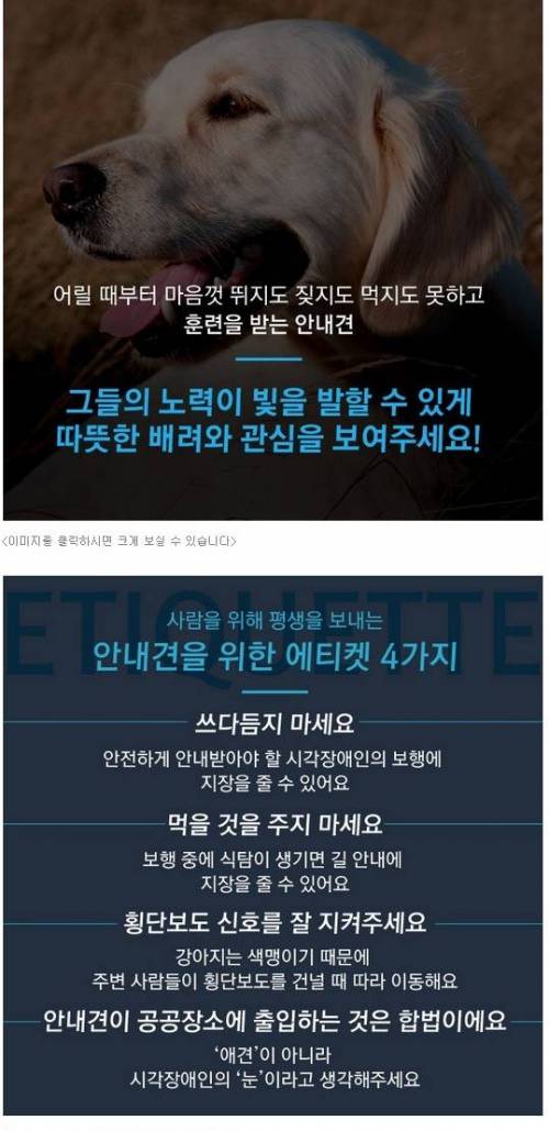 흉기에 찔린 안내견이 끝까지 짖지 않았던 이유