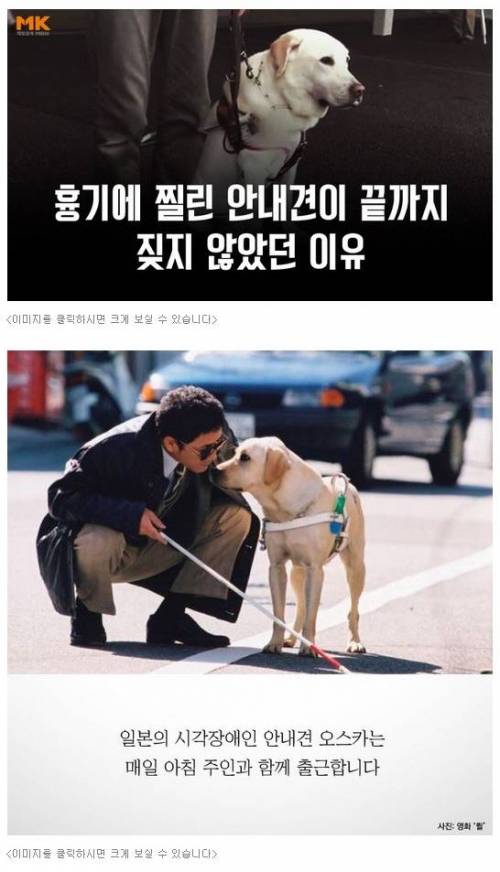 흉기에 찔린 안내견이 끝까지 짖지 않았던 이유