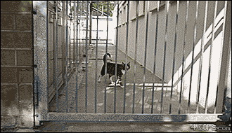 냥이의 담넘기.gif