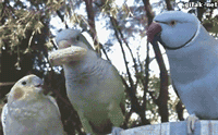 회피 만렙.gif