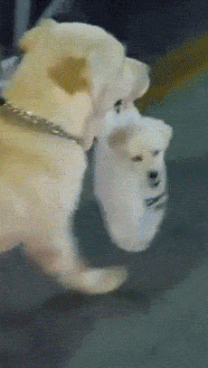 자식을 비닐봉지에 넣고 가는 엄마.gif