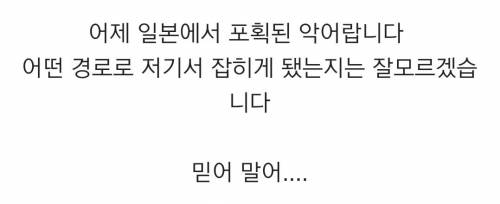 일본산 악어.jpg