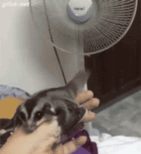 넌 어떻게 날 수 있니.gif