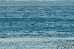돌고래 점프 클라스.gif
