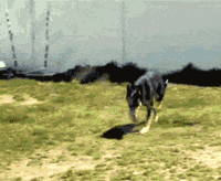개잘함.gif