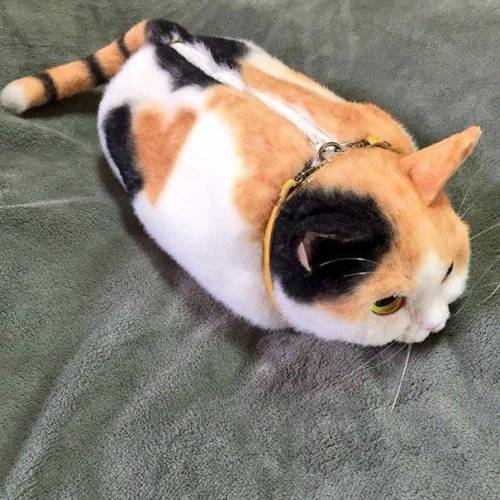 고양이 가방.jpg
