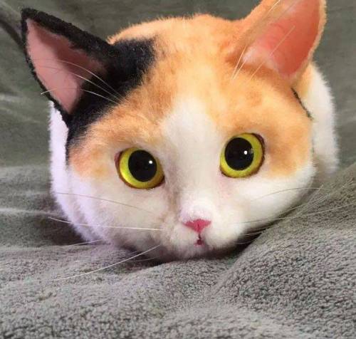 고양이 가방.jpg
