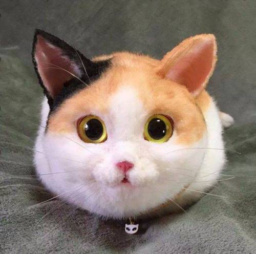 고양이 가방.jpg