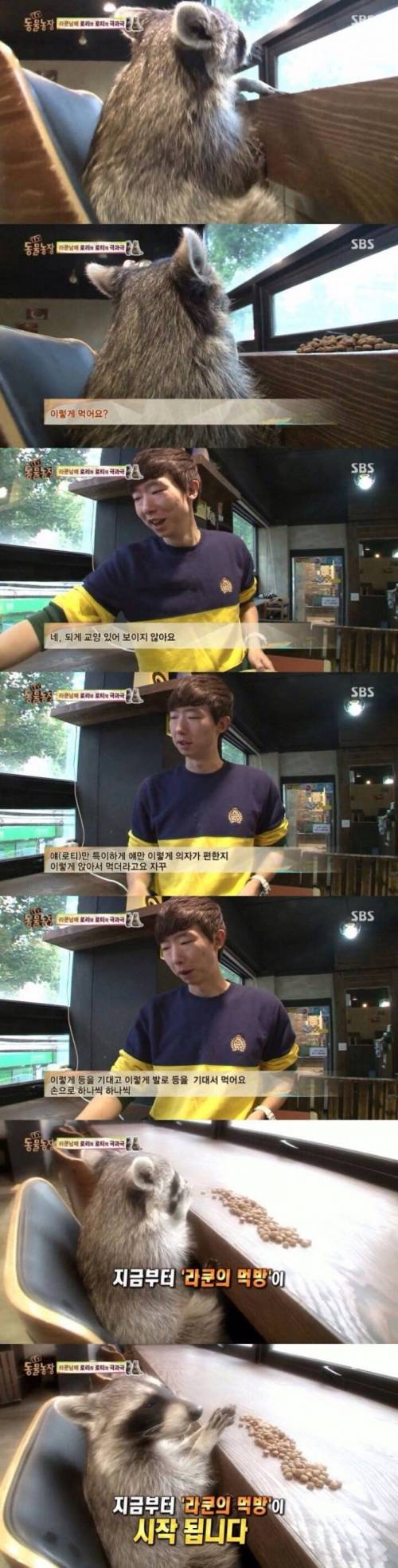 교양 넘치게 밥 먹는 라쿤.jpg
