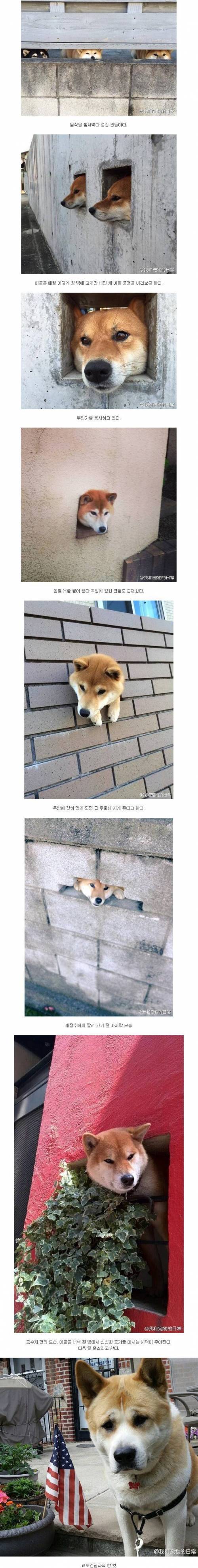 강아지 교도소 방문.jpg