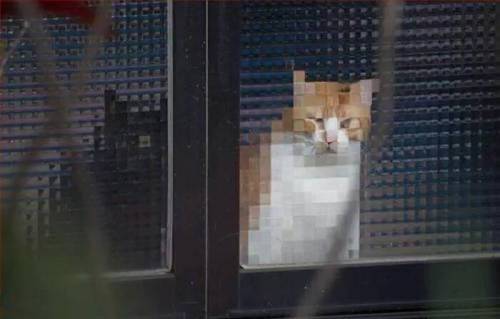 묘자이크.jpg