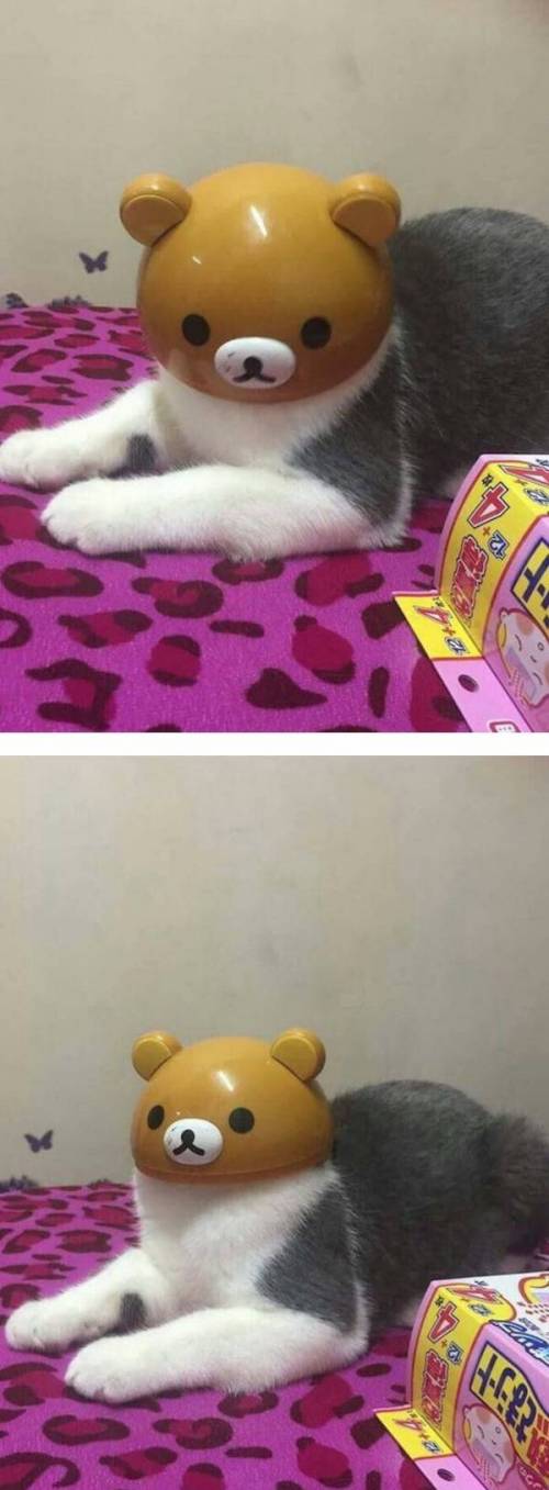 곰냥이.jpg