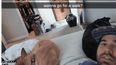 산책가까?.gif