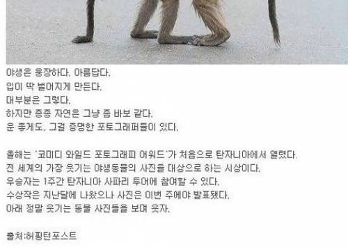 올해의 가장 웃기는 야생 동물 사진 대회 우승작들