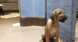 소심한 새끼 치타의 기습.gif