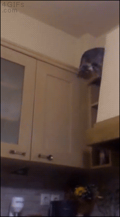 고양이의 운동신경.gif