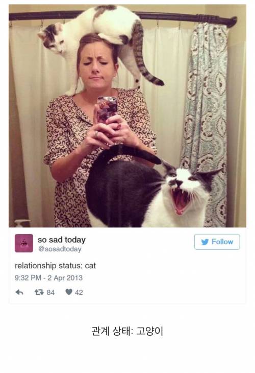 고양이에 관한 서양 트윗 몇 가지.twt