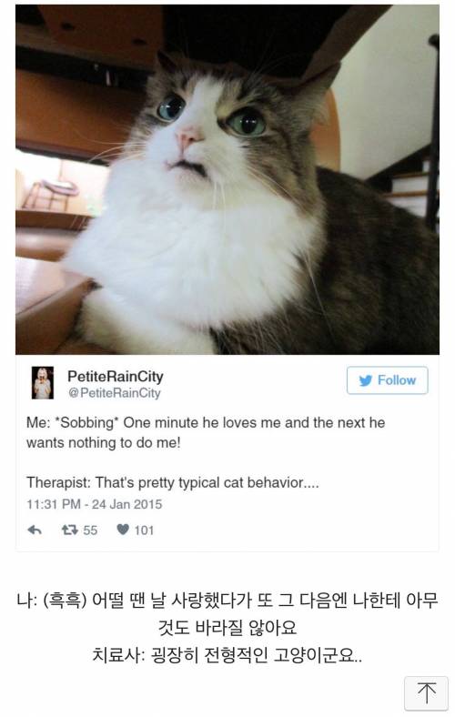 고양이에 관한 서양 트윗 몇 가지.twt