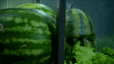 위장류 甲.gif