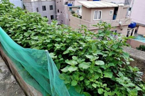 부산 옥상 마을.jpg