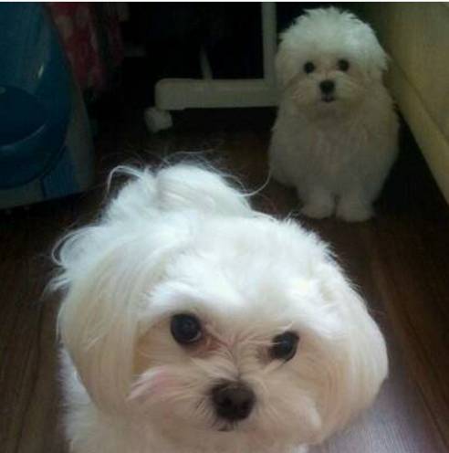 야 내동생 때린게 너냐?.jpg