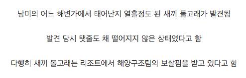 부모 잃은 새끼 돌고래
