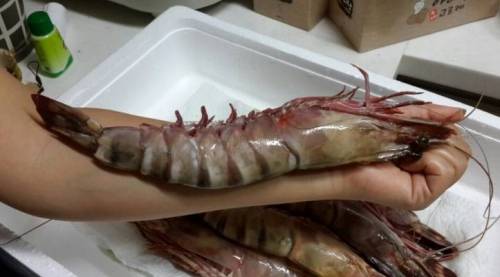한마리만 먹어도 배터짐.jpg