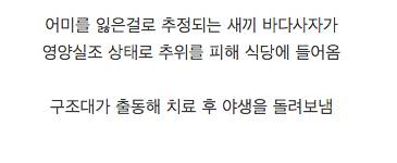 식당에 숨어들어온 새끼 바다사자