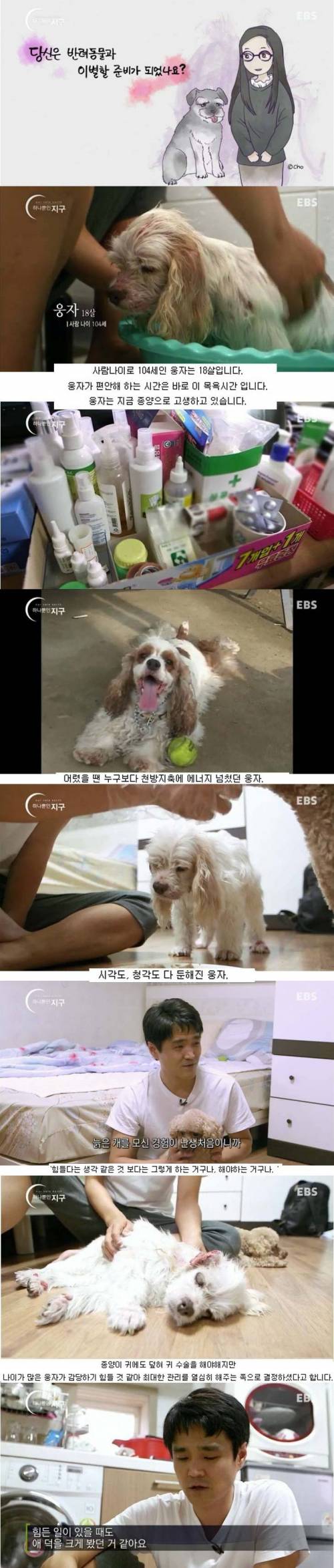 [스압]당신은 반려동물과 이별할 준비가 되었나요?