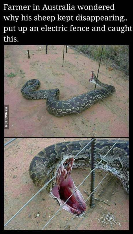 전기 철조망에 잡힌 뱀.jpg