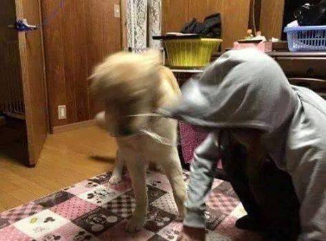 니새끼 목줄도 끌어보자꾸나