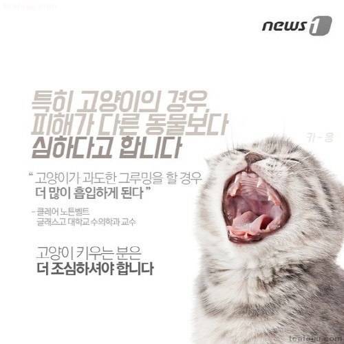 간접흡연, 사람보다 반려동물에게 더 치명적