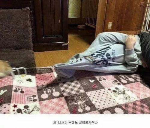 니새끼 목줄도 끌어보자꾸나