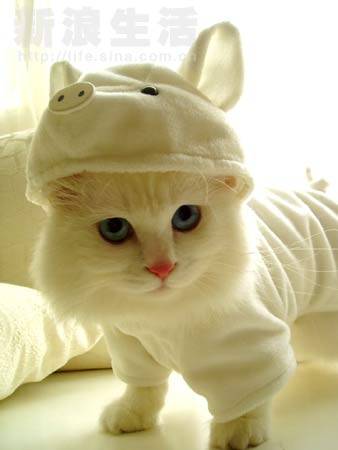꿀냥이.jpg