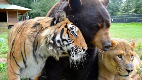 곰, 사자, 호랑이의 동거.jpg