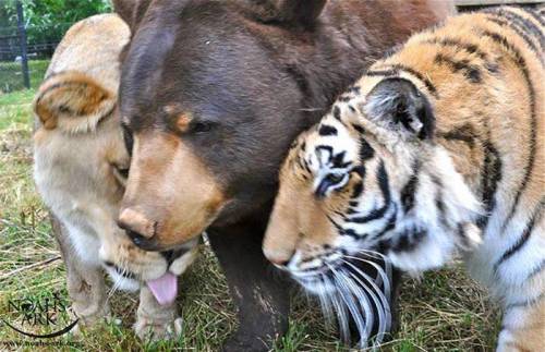 곰, 사자, 호랑이의 동거.jpg