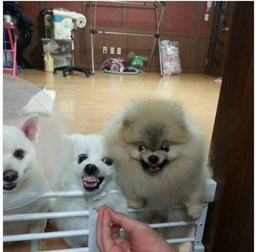 당장 그걸 내 입으로 넣어버려!!!!