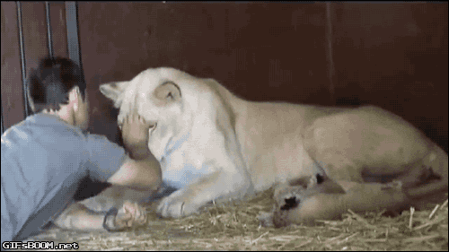 고양이과 특징.gif