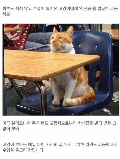 고양이 고등학생.jpg