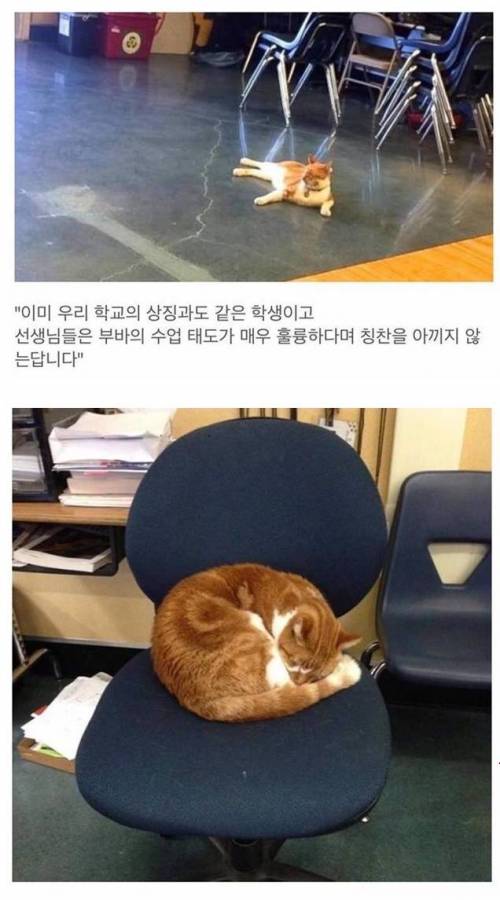 고양이 고등학생.jpg