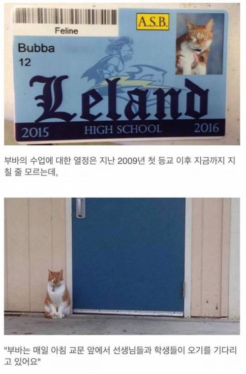 고양이 고등학생.jpg