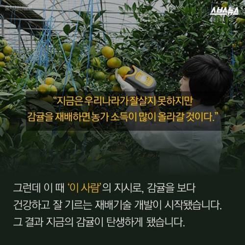 제주도 감귤의 비밀.jpg