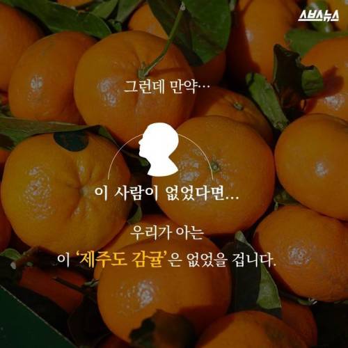 제주도 감귤의 비밀.jpg