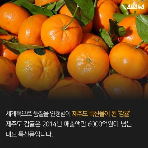 제주도 감귤의 비밀.jpg